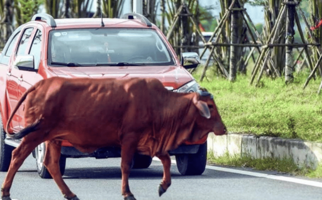 Bảo hiểm đâm vào động vật hoang dã